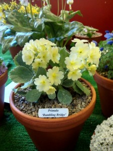 The Primula x pubescens ‘Rumbling Bridge’ plant