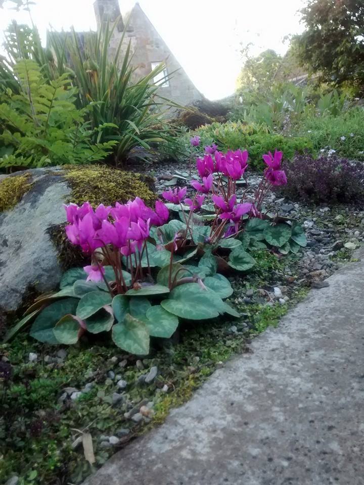 Cyclamen purpurascens in flower in alpine garden